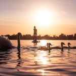 swans, lake constance, sunset, nature, animals, lake, pond, waterfowls, swans, sunset, lake, lake, lake, lake, pond, pond, pond, pond, pond